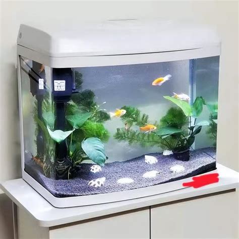 家裡適合養什麼魚|養魚新手入門：12個教學讓你養魚一次上手（新手必讀）